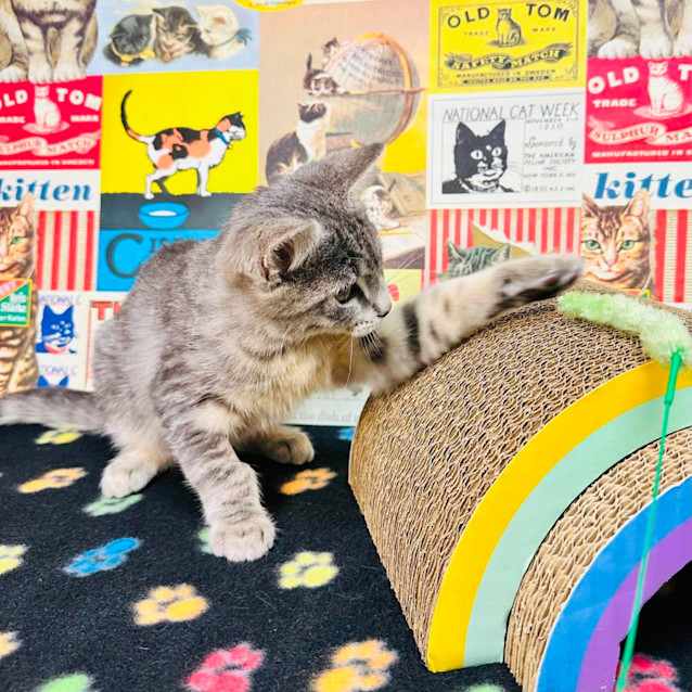 Photo of Schnapps   Located In Preston 