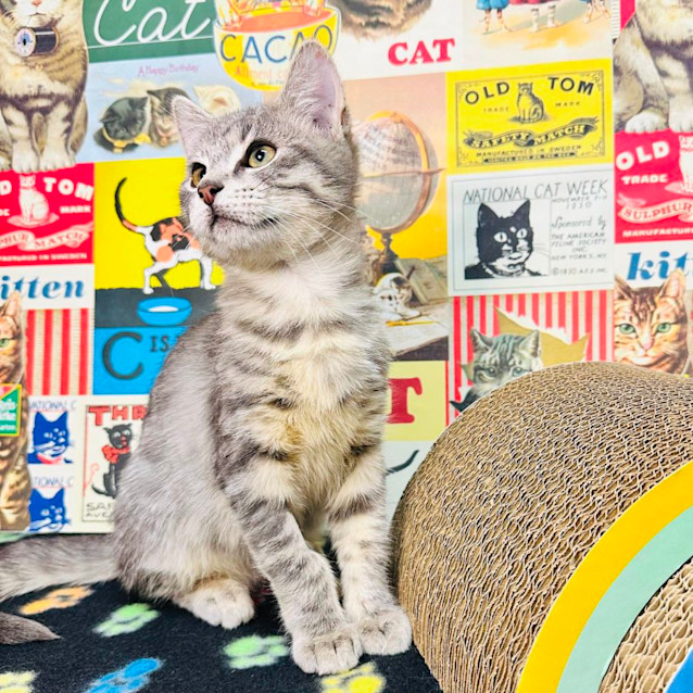 Photo of Schnapps   Located In Preston 