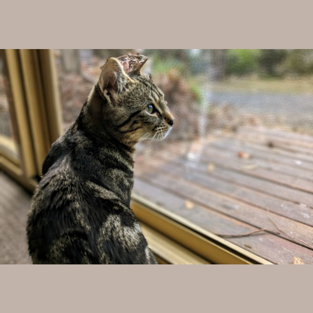 Photo of Cheeta Babbington