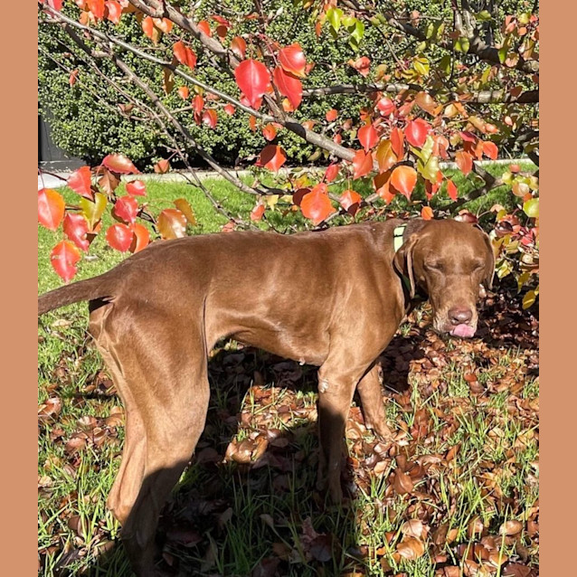 Photo of Coco