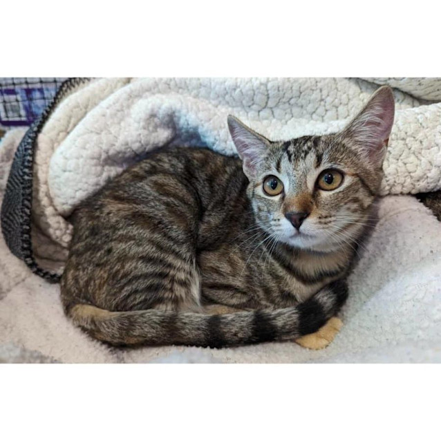 Photo of 10301   Cotton  