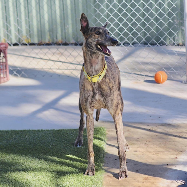 Photo of Koba