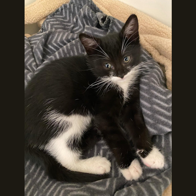 Photo of Licorice