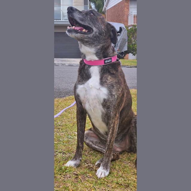 Photo of Gypsy   6 Year Old Mastiff X