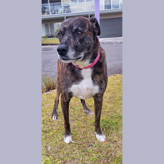 Photo of Gypsy   6 Year Old Mastiff X