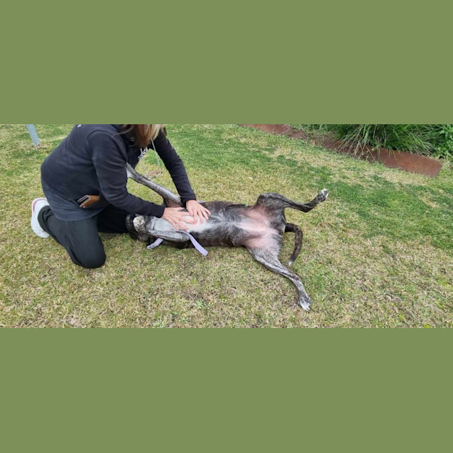 Photo of Gypsy   6 Year Old Mastiff X