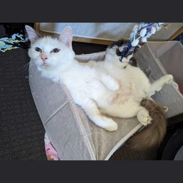 Photo of Enid