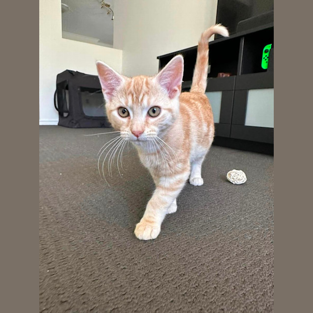 Photo of Duey