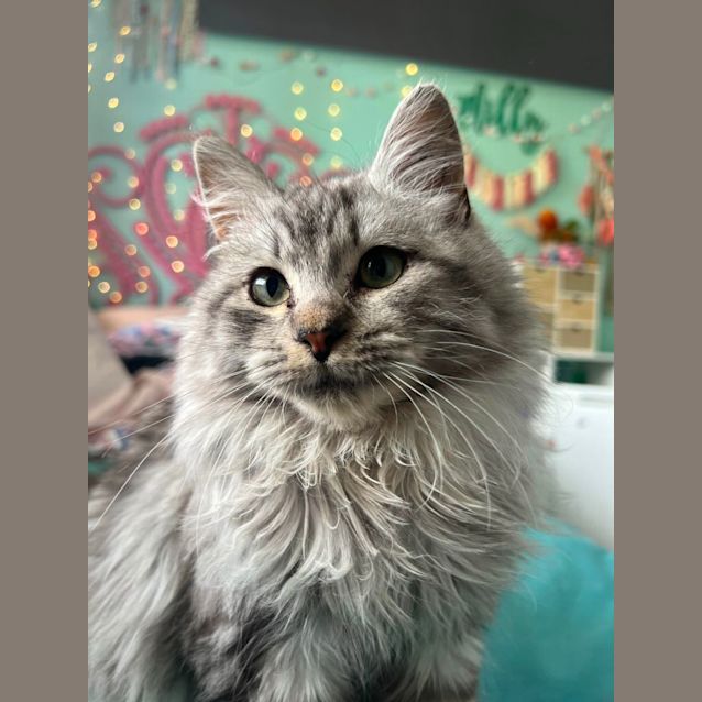 Photo of Fergus   Located In Cranbourne 