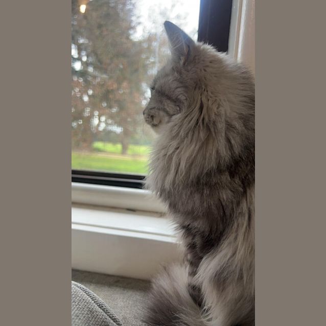 Photo of Fergus   Located In Cranbourne 