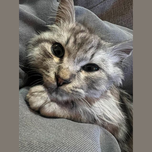 Photo of Fergus   Located In Cranbourne 