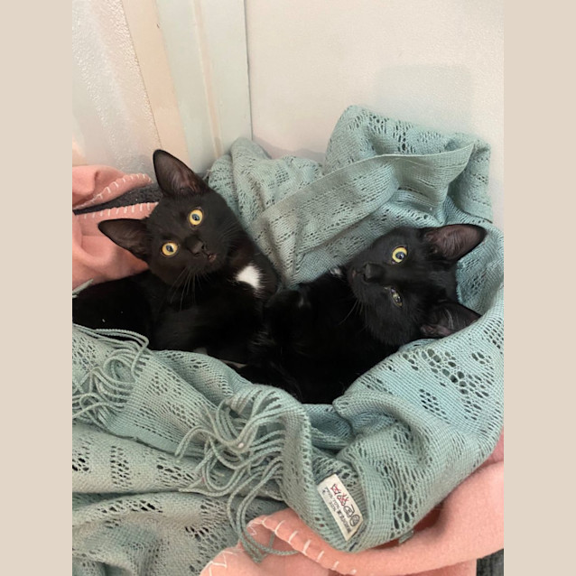 Photo of Blackberry & Licorice Meet Me @ Pet Stock Kingsford