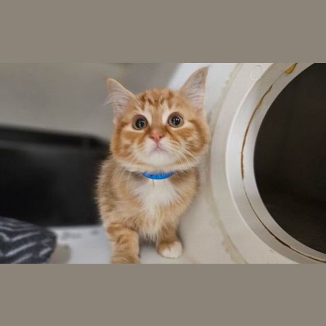 Photo of Leo