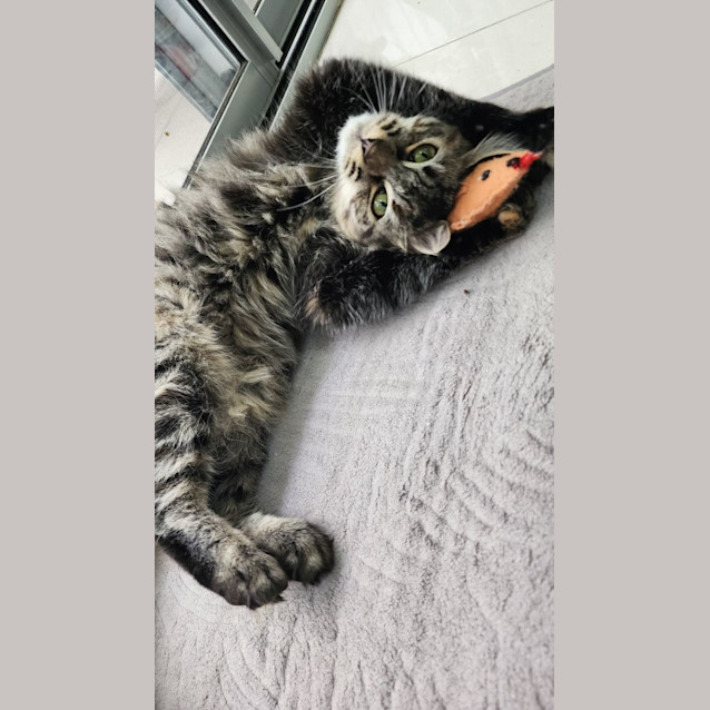 Photo of Kee Kee 