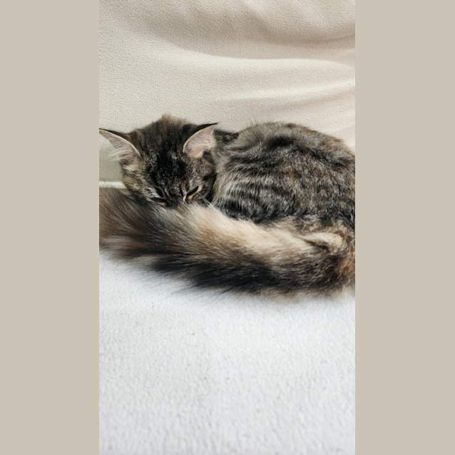 Photo of Kee Kee 