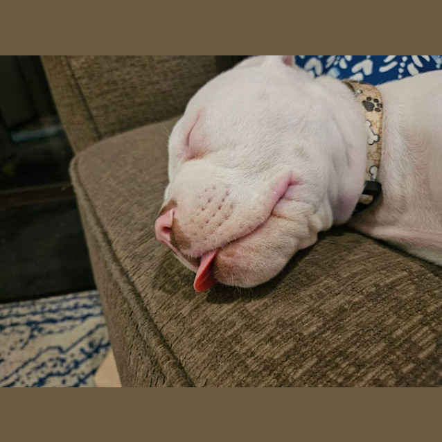 Photo of Opie