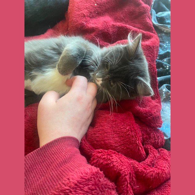 Photo of Calisto **2nd Chance Cat Rescue**