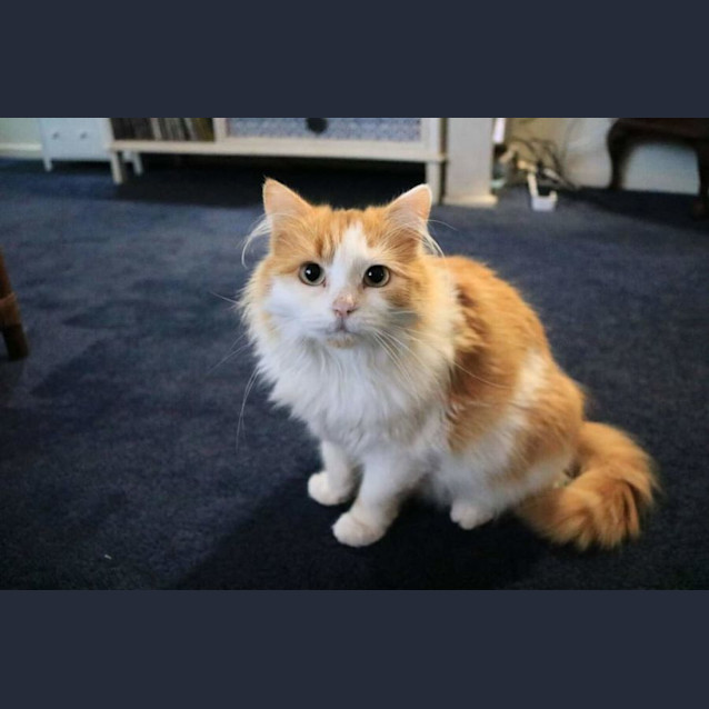 Photo of Caramilk