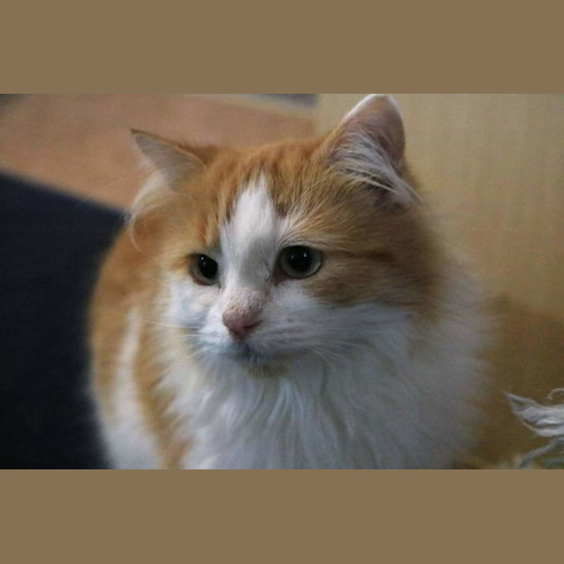 Photo of Caramilk