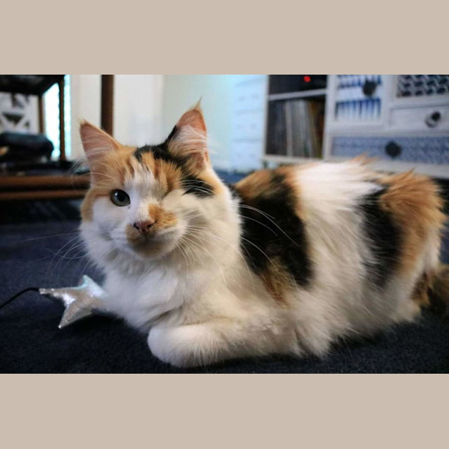 Photo of Twirl