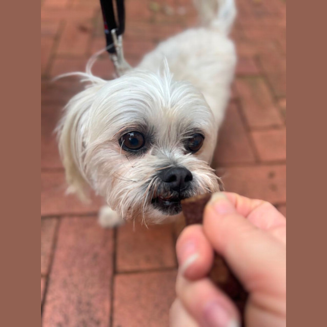 Photo of Charley Girl