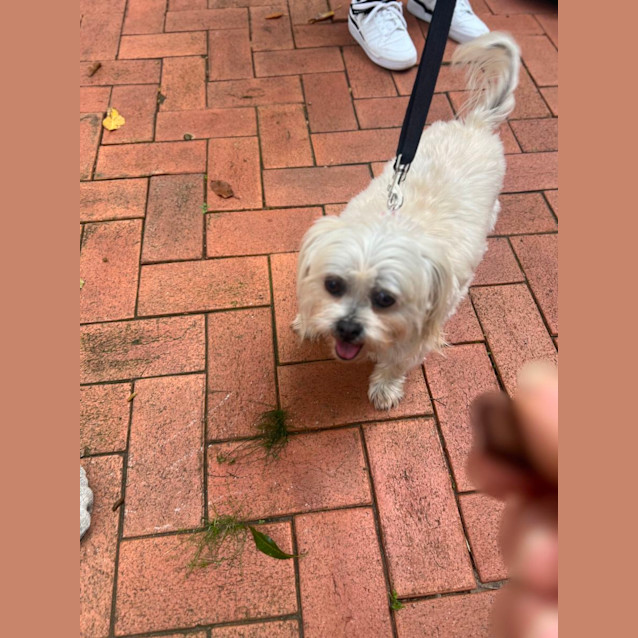 Photo of Charley Girl