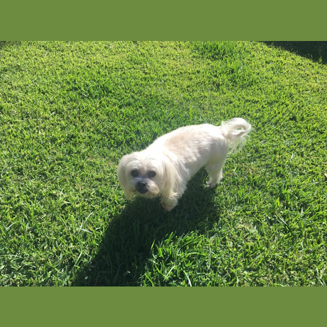 Photo of Charley Girl