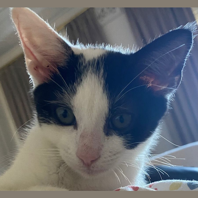 Photo of Izzy 