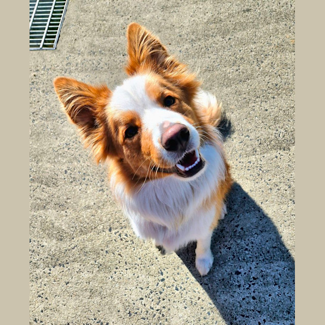 Photo of D1011 Geordie