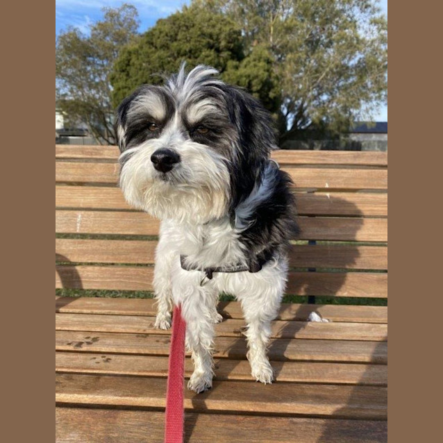 Photo of Bo Bo Falko