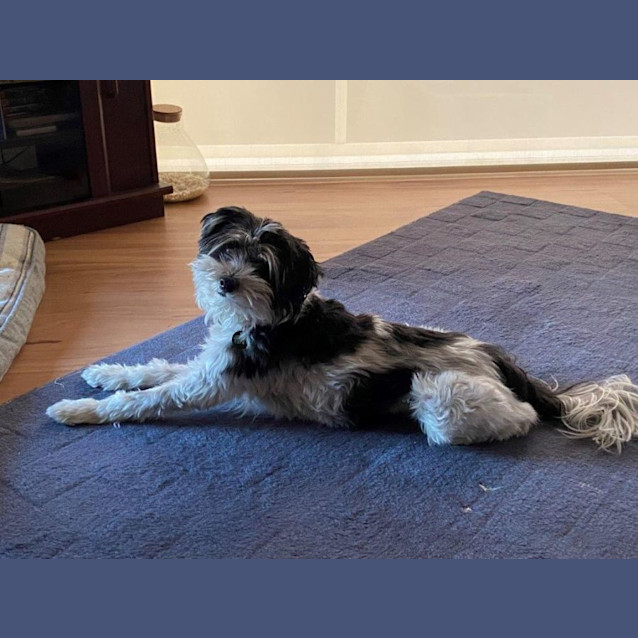 Photo of Bo Bo Falko