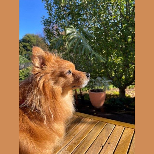 Photo of Simba Laurier