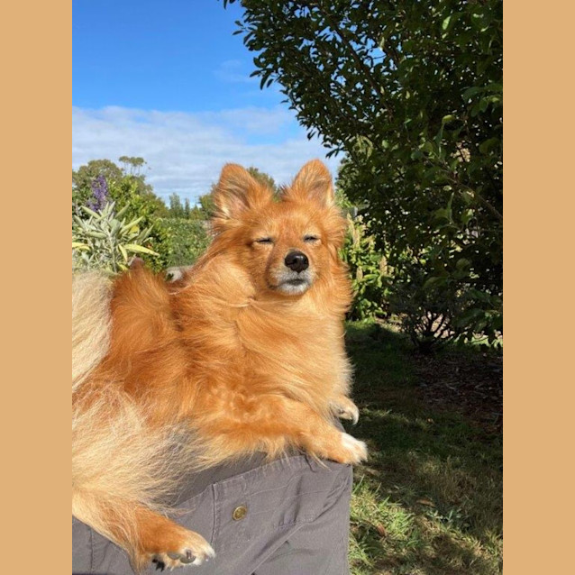 Photo of Simba Laurier