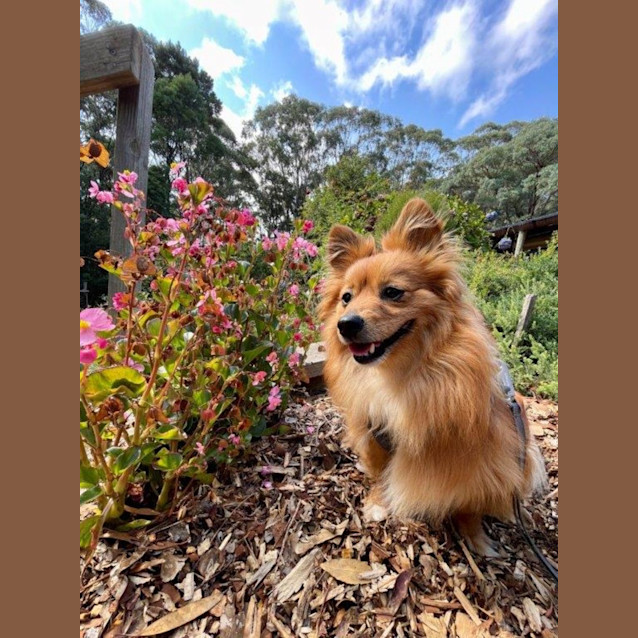 Photo of Simba Laurier