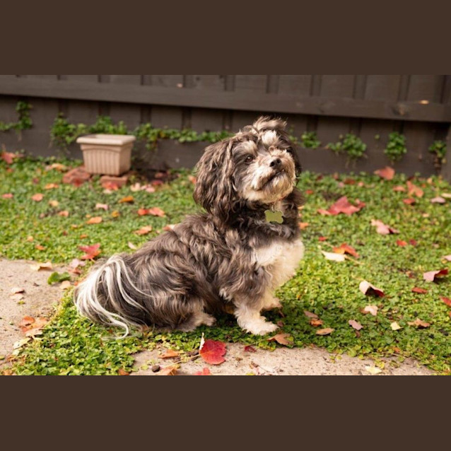 Photo of Dave Gainsborough