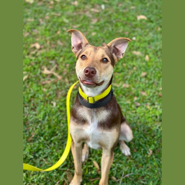 Photo of Gizmo *$250 Adoption Fee*