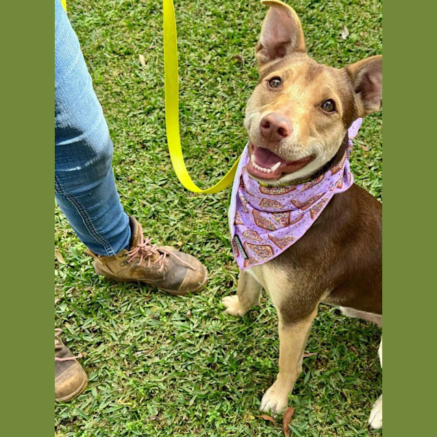 Photo of Gizmo *$250 Adoption Fee*