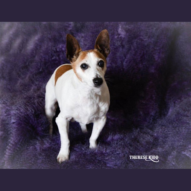 Photo of Terry Falko