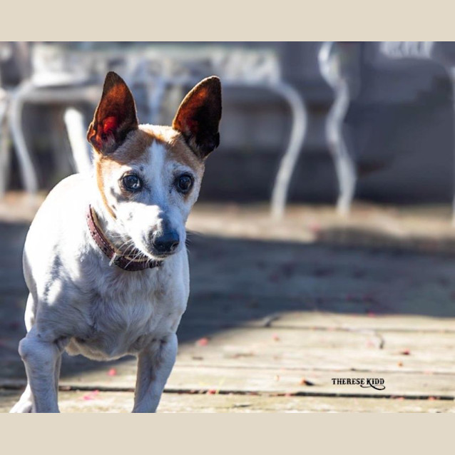 Photo of Terry Falko