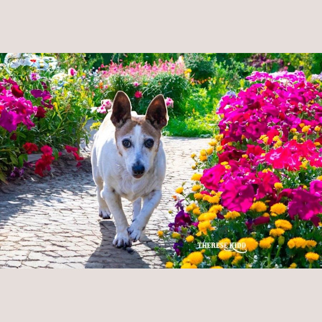 Photo of Terry Falko