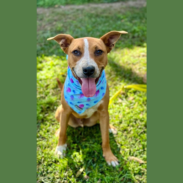 Photo of Draco *$250 Adoption Fee*