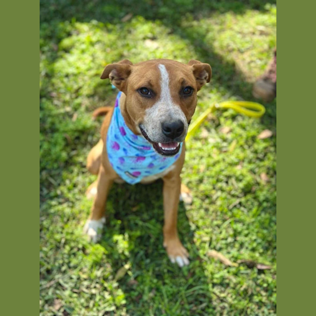 Photo of Draco *$250 Adoption Fee*