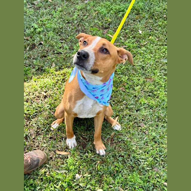 Photo of Draco *$250 Adoption Fee*