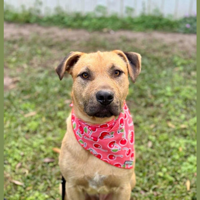 Photo of Alfie *$250 Adoption Fee*