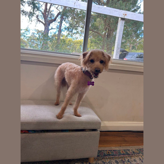 Photo of Alfie And Fonzie 