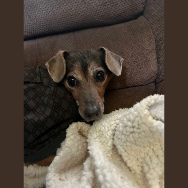 Photo of Alfie And Fonzie 