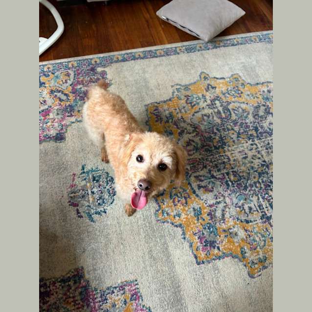 Photo of Alfie And Fonzie 