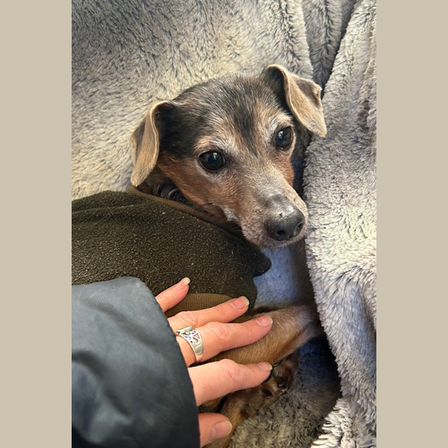 Photo of Alfie And Fonzie 