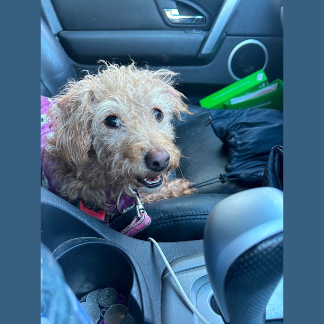 Photo of Alfie And Fonzie 