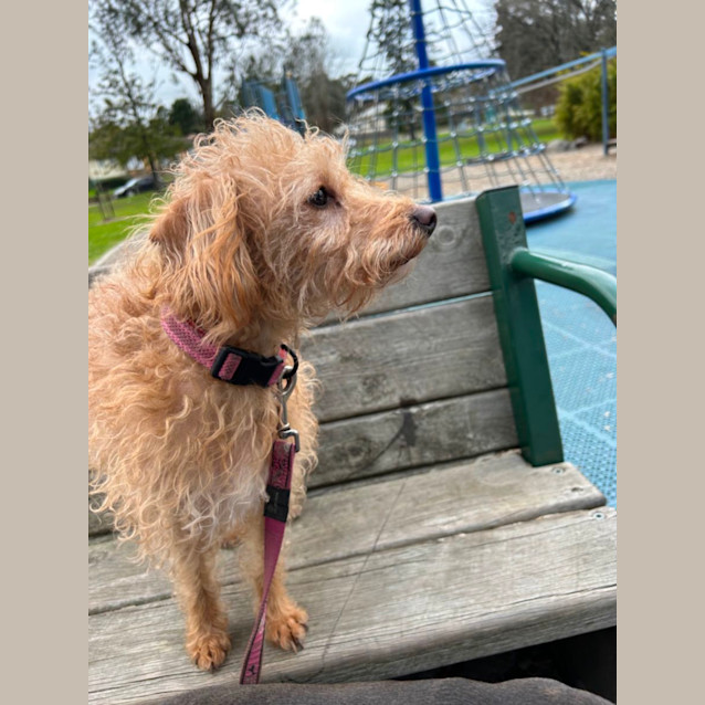 Photo of Alfie And Fonzie 